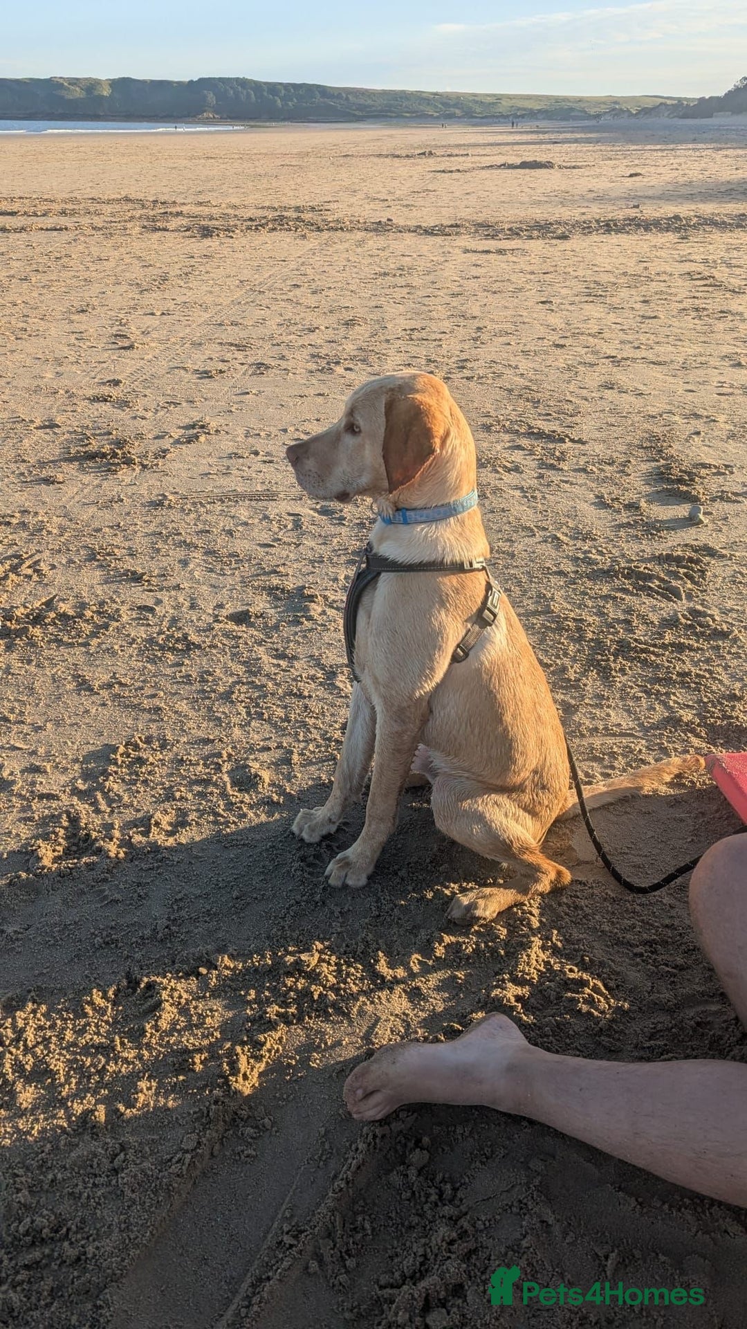 Labrador Retriever dogs for stud: KC REGISTERED LABRADOR STUD  in Worcester - Advert 15