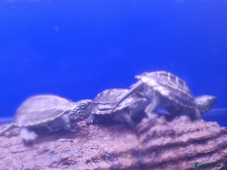 Turtle reptiles - Advert 6