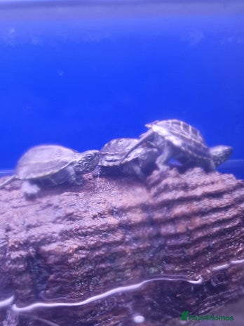 Turtle reptiles - Advert 5