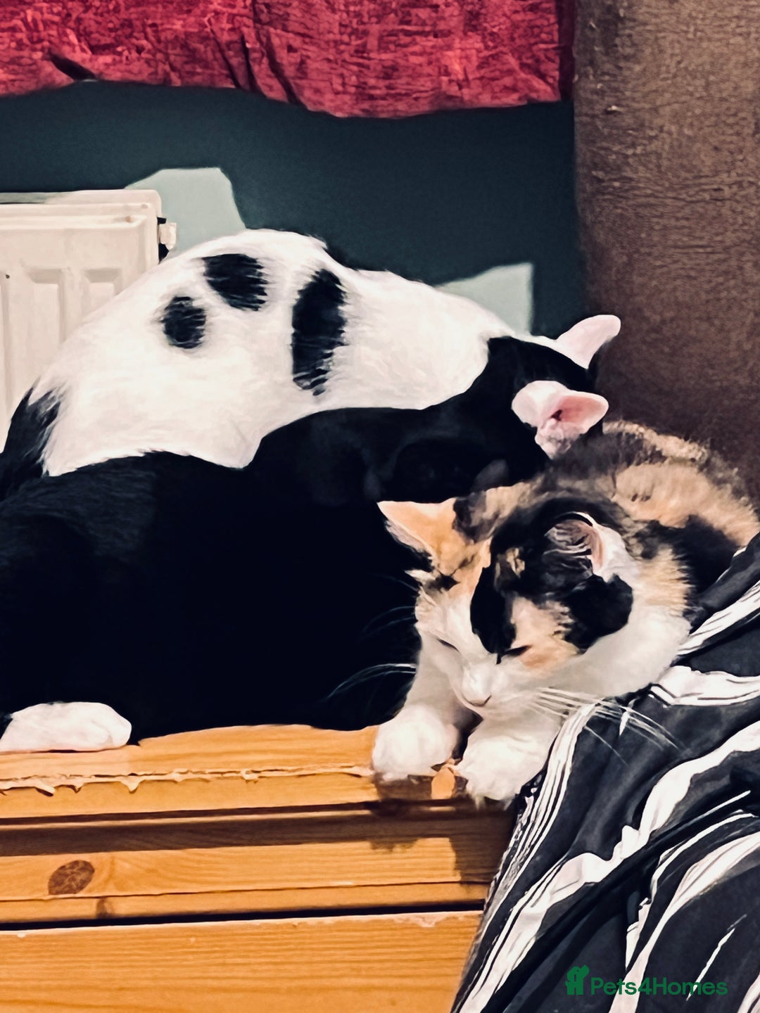 Mixed Breed cats for sale: 4 month old kittens looking for forever homes! - Advert 6