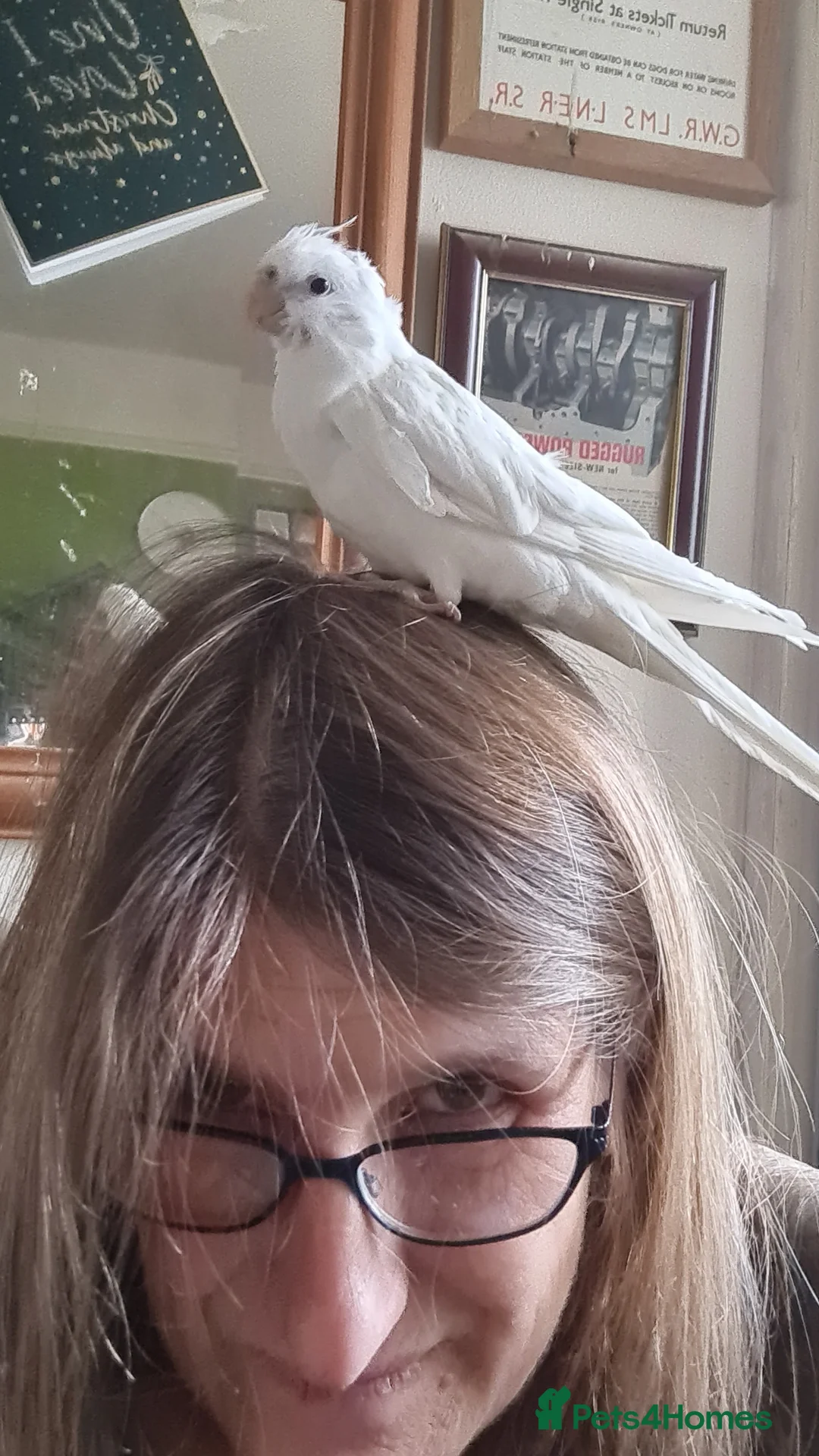 Cockatiels birds for sale: Baby cockatiels for sale  - Advert 10