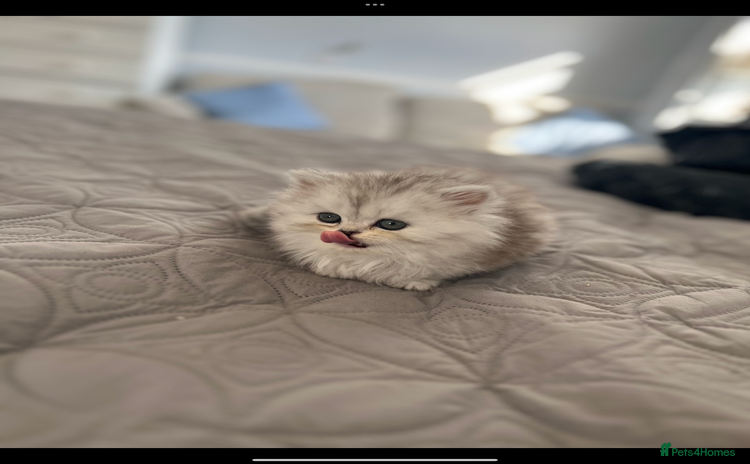 Persian cats - Advert 1