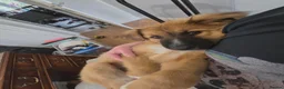 Mixed Breed dogs for sale: Rare Highland Sheppard Puppies Alabai Cross  - Advert 27