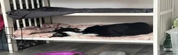 Mixed Breed cats for sale: 3 cuddly kittens for rehome - Advert 13