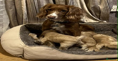 Cockapoo dogs - Advert 8