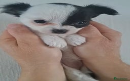 Chihuahua dogs for sale: Long Coat Chihuahua puppies - Image 4