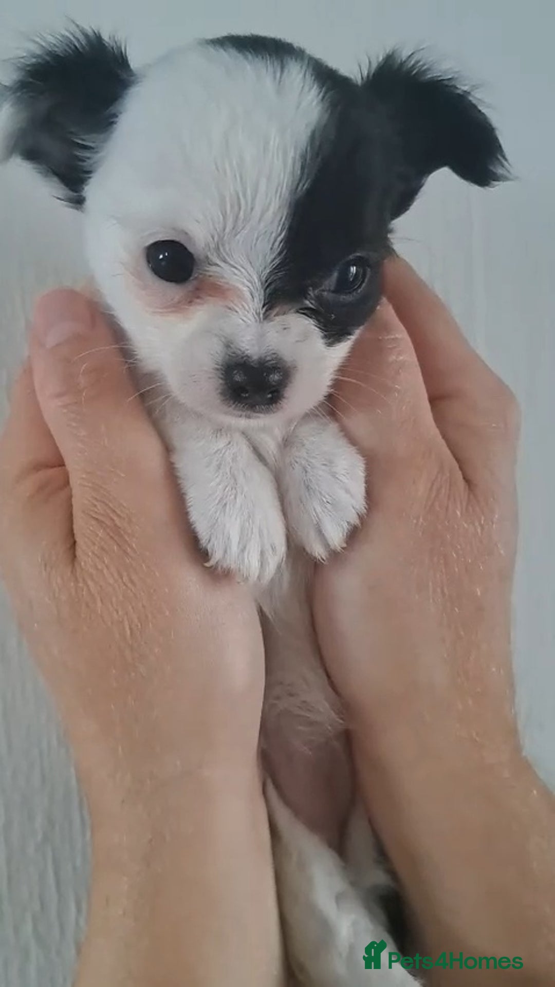 Chihuahua dogs for sale: Long Coat Chihuahua puppies - Image 4