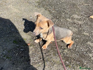 Jack Russell dogs in Lockerbie - Advert 4