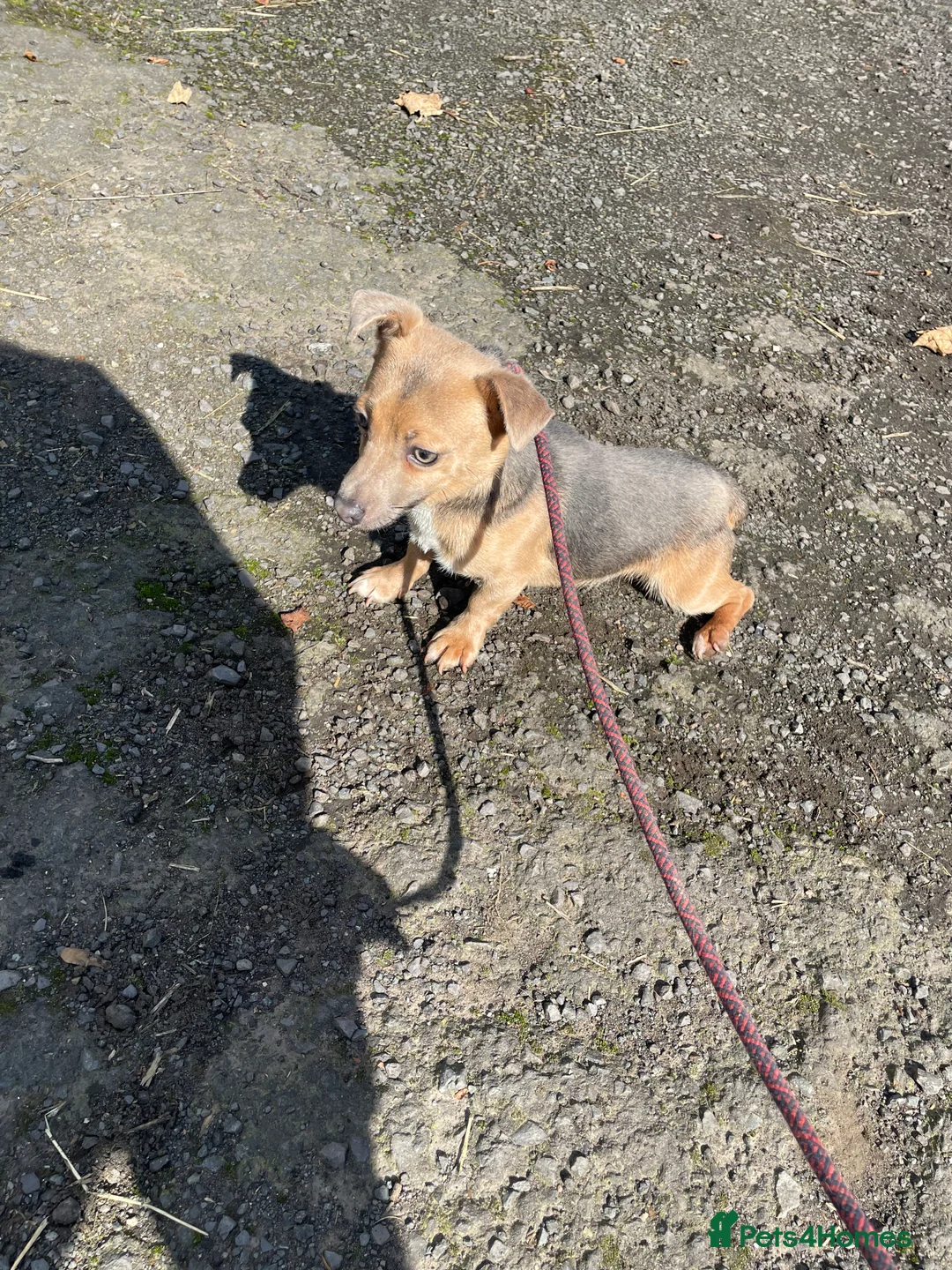 Jack Russell dogs for stud: Lilac jack Russell for stud in Lockerbie - Advert 1