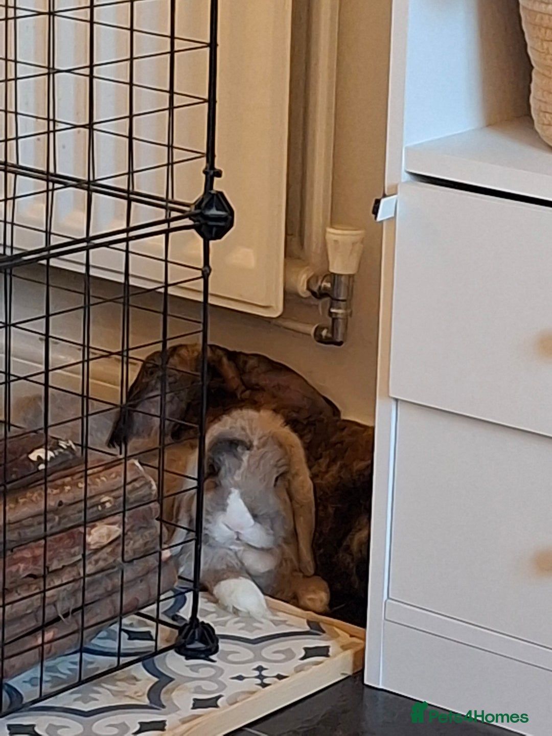 Mixed Breed rabbits for sale: Whisky & Ozzy - Advert 5