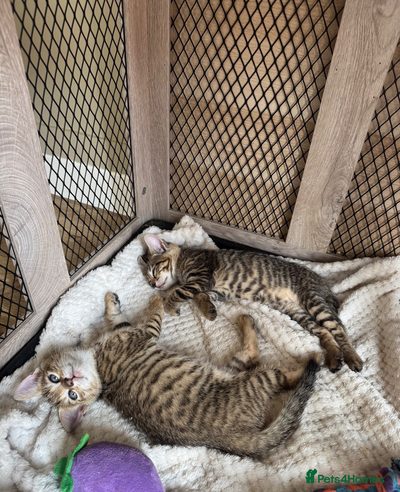 Mixed Breed cats Mixed Toyger Kittens - Advert 3