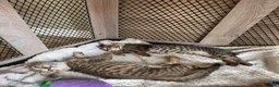 Mixed Breed cats for sale: Mixed Toyger Kittens - Advert 1