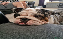 English Bulldog dogs for sale: Female Merle Pebble English Bulldog  - Image 6