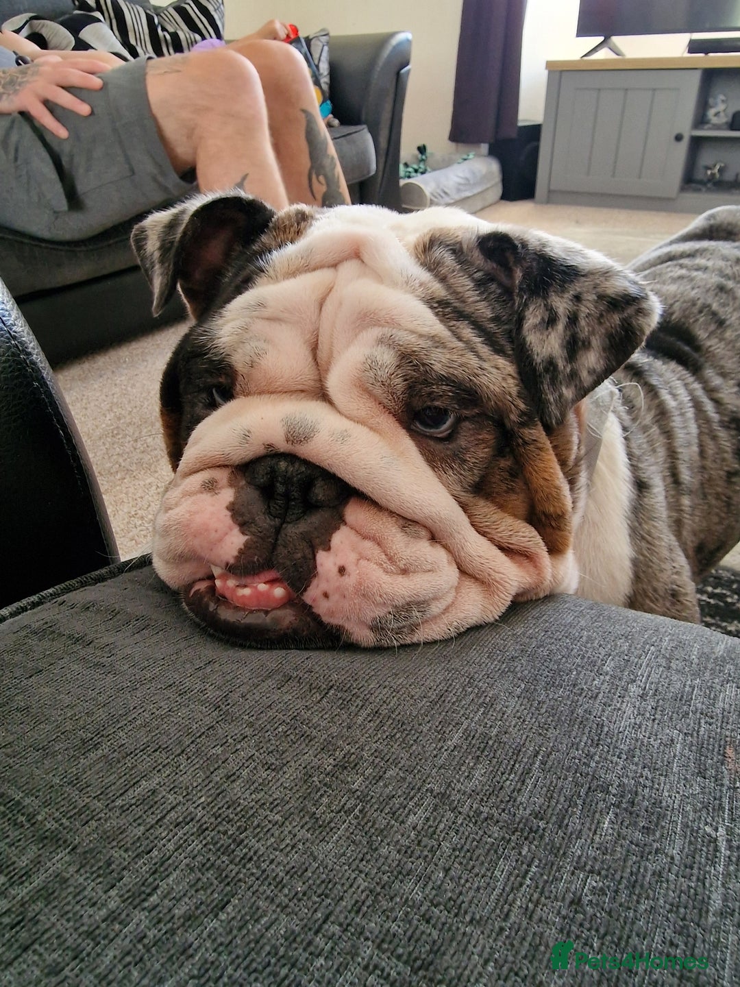 English Bulldog dogs for sale: Female Merle Pebble English Bulldog  - Image 6