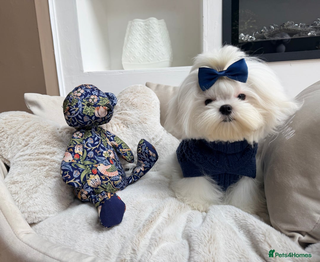 Maltese dogs for sale: Beautiful 6 month old Maltese Puppy Ready Now - Advert 24