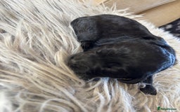Goldendoodle dogs for sale: 12 Stunning Goldendoodles - Image 11