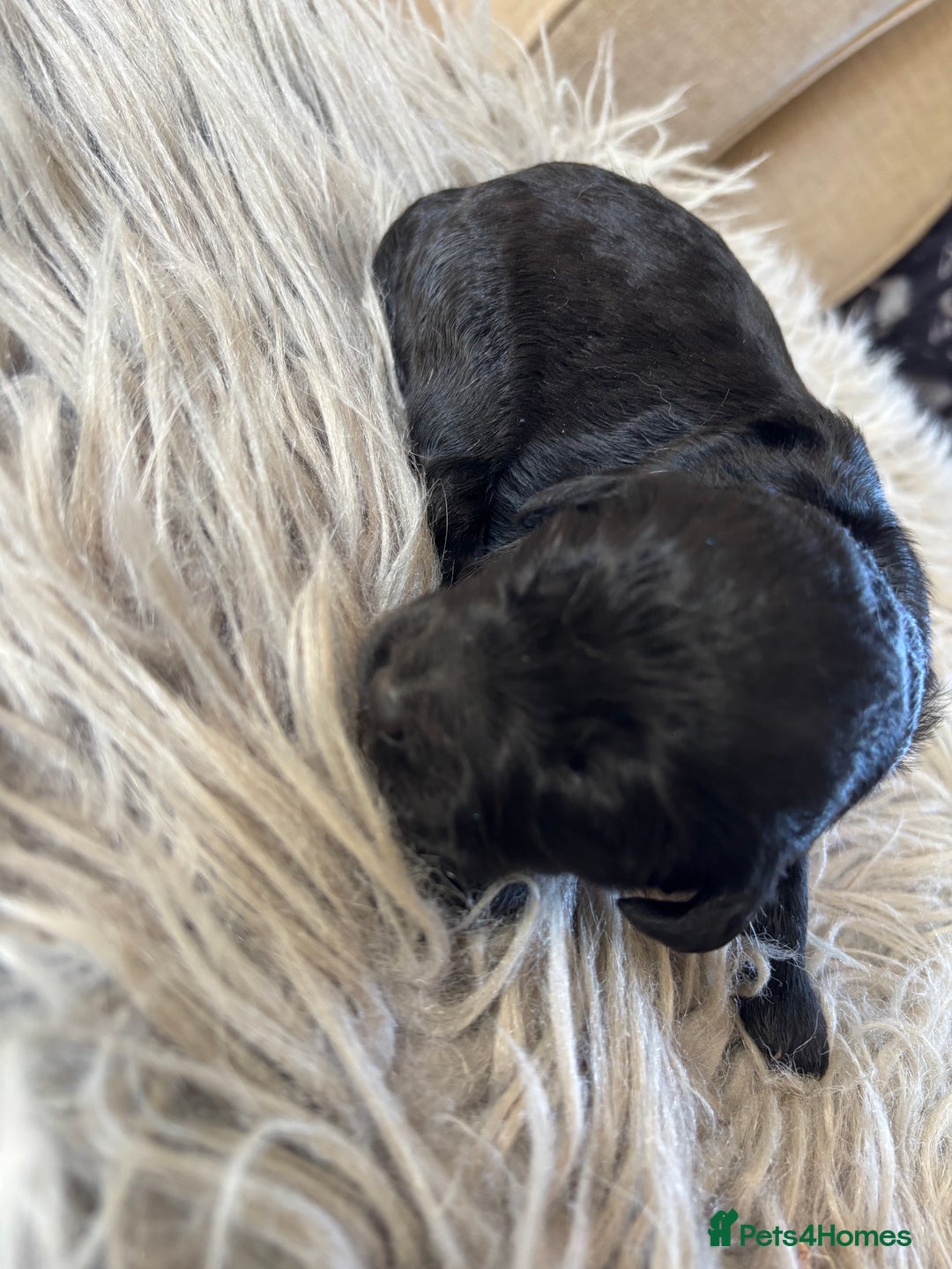 Goldendoodle dogs for sale: 12 Stunning Goldendoodles - Image 11