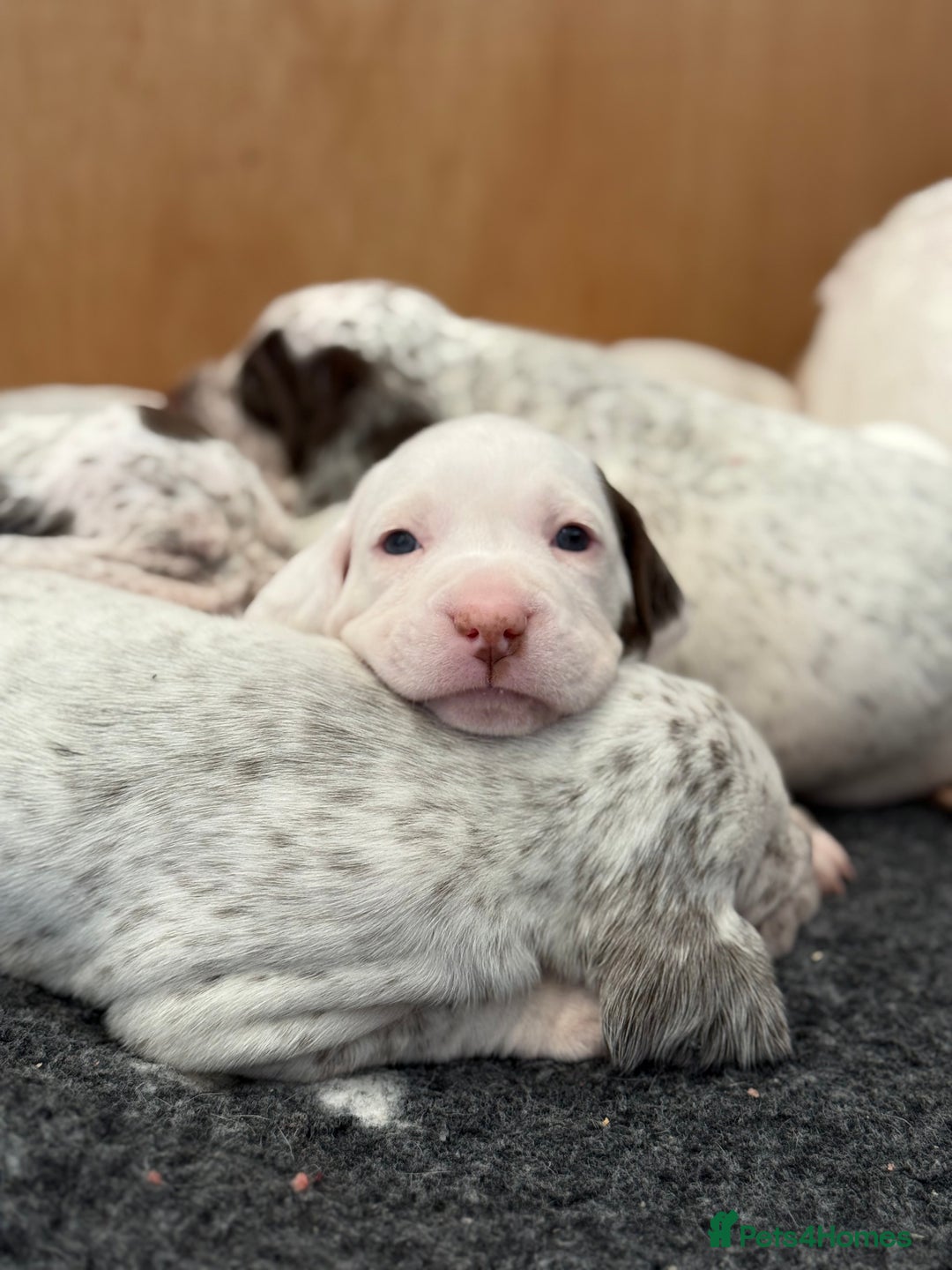 Pointer dogs for sale: French Pointer - Braque du Bourbonnais 🇫🇷  - Image 13