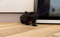 Mixed Breed cats for sale: Beautiful black & grey kittens. - Image 4