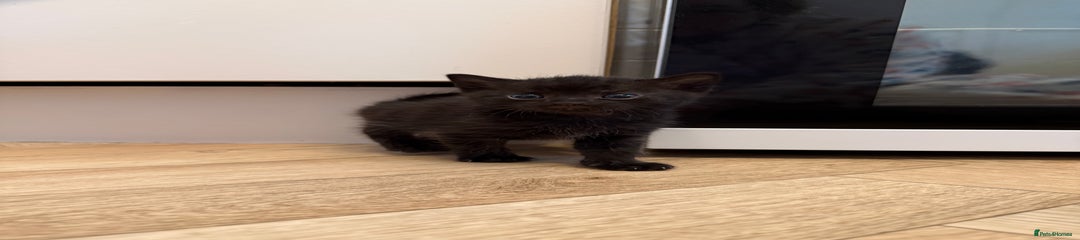 Black kitten 1 