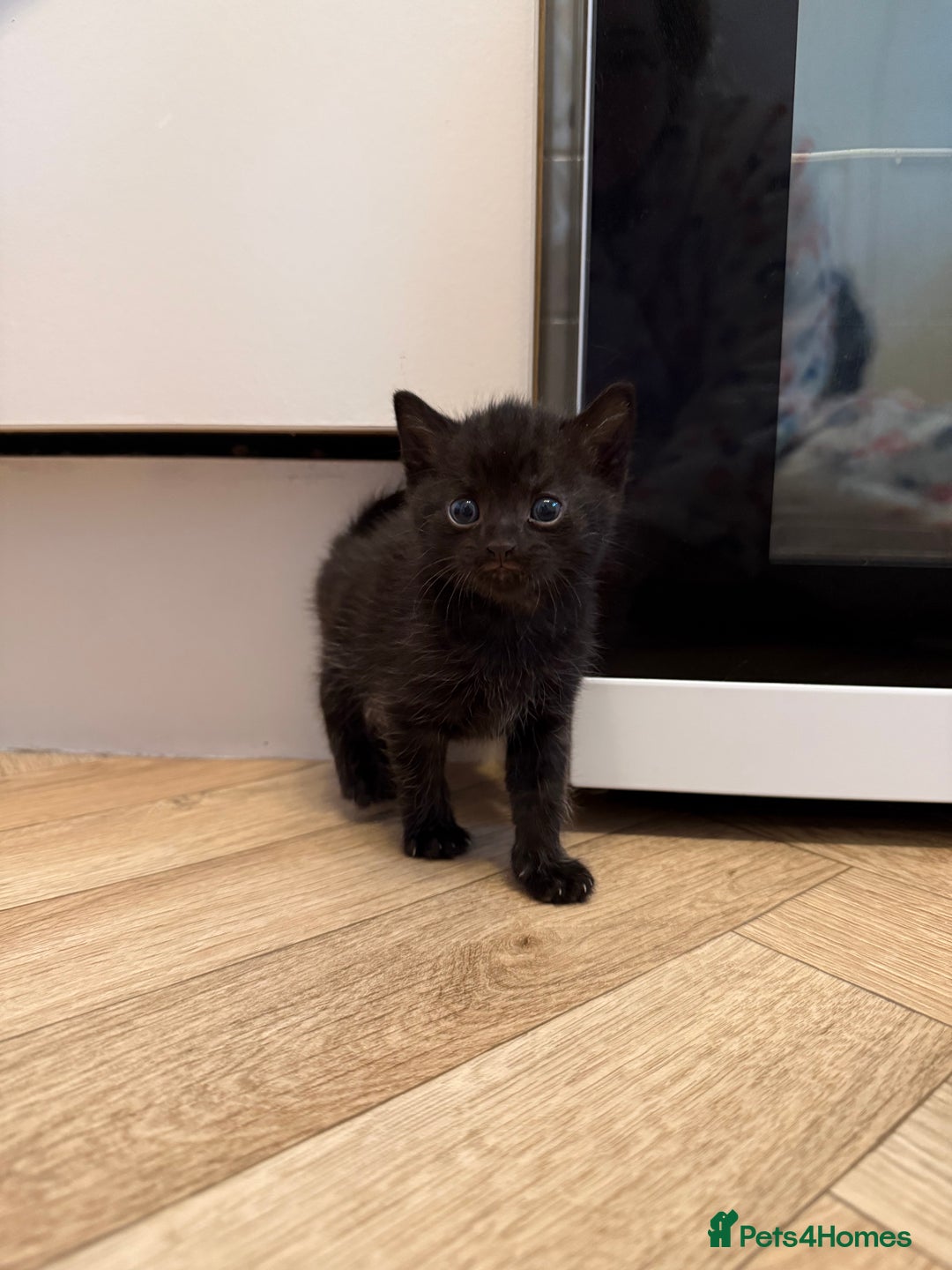 Mixed Breed cats for sale: Beautiful black & grey kittens. - Image 4