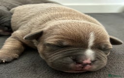 Staffordshire Bull Terrier dogs for sale: KC REG STAFFORDSHIRE BULL TERRIER PUPS - Image 6