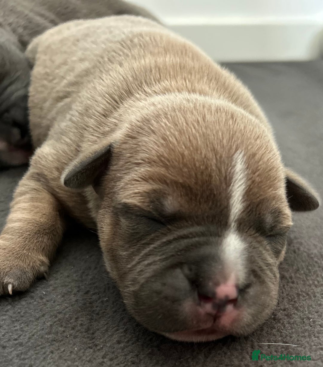 Staffordshire Bull Terrier dogs for sale: KC REG STAFFORDSHIRE BULL TERRIER PUPS - Image 6