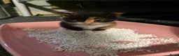 Mixed Breed cats for sale: Kitten ready now  in Derby - Advert 3