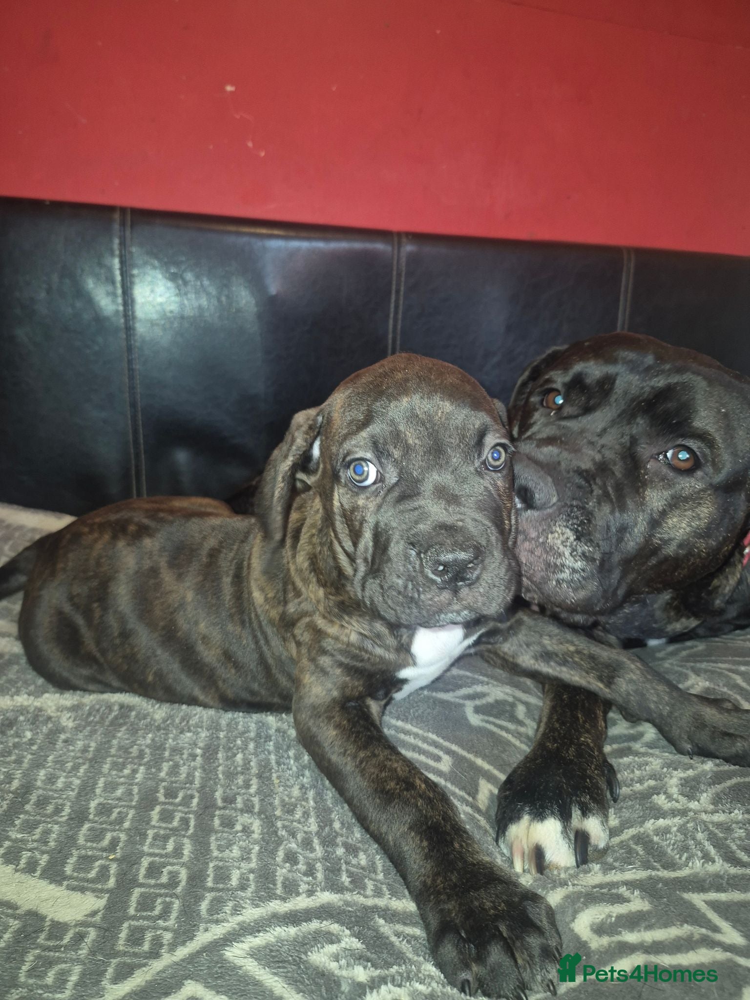 Cane Corso dogs Cane corso pups - Advert 1