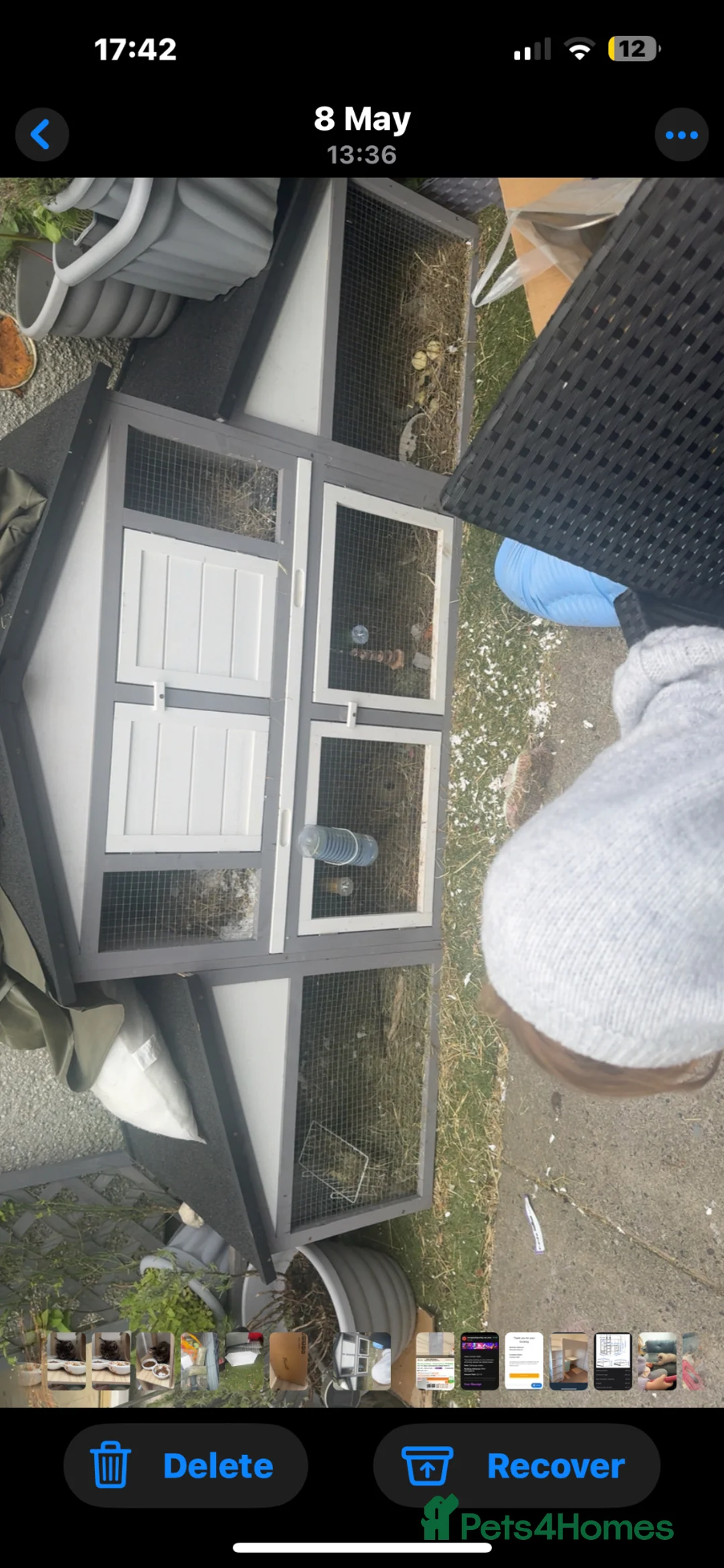 English Lop rabbits for sale: Clover and Lavender  - Advert 2