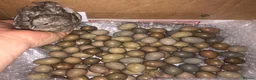 Quail poultry for sale: CHINESE PAINTED BUTTON QUAIL EGGS ! - Advert 1