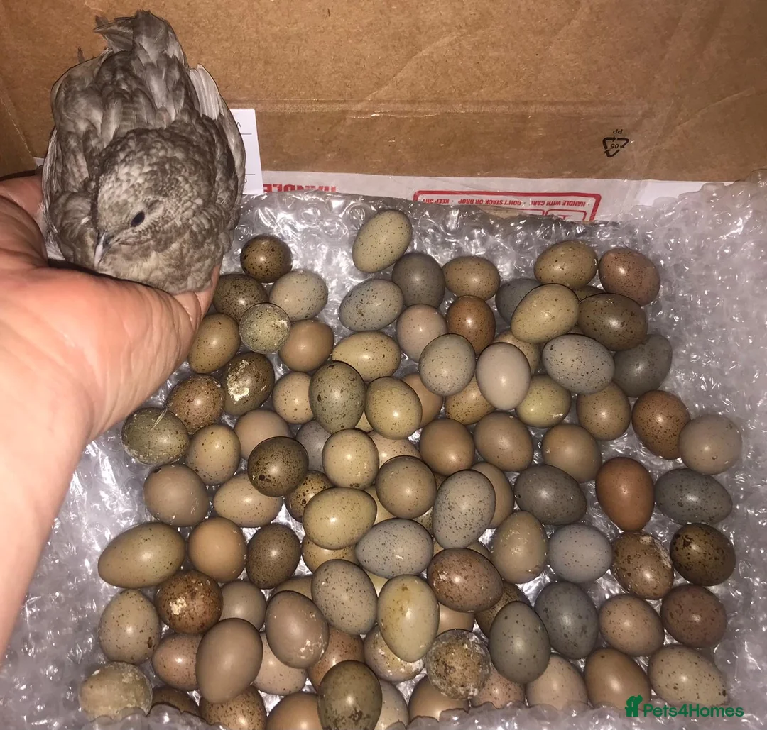 Quail poultry for sale: CHINESE PAINTED BUTTON QUAIL EGGS ! - Advert 1
