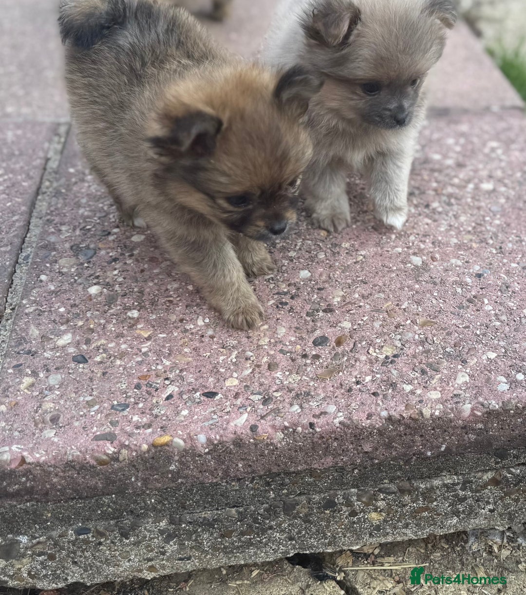 Pomchi dogs for sale: Beautiful tiny Pomchi  - Image 3
