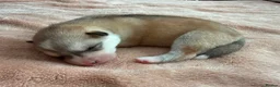Siberian Husky dogs for sale: Well Socialised Home Raised Husky Puppies in Lincoln - Advert 5