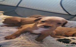 Mixed Breed dogs for sale: Frenchie x cockerpoo pups - Image 14
