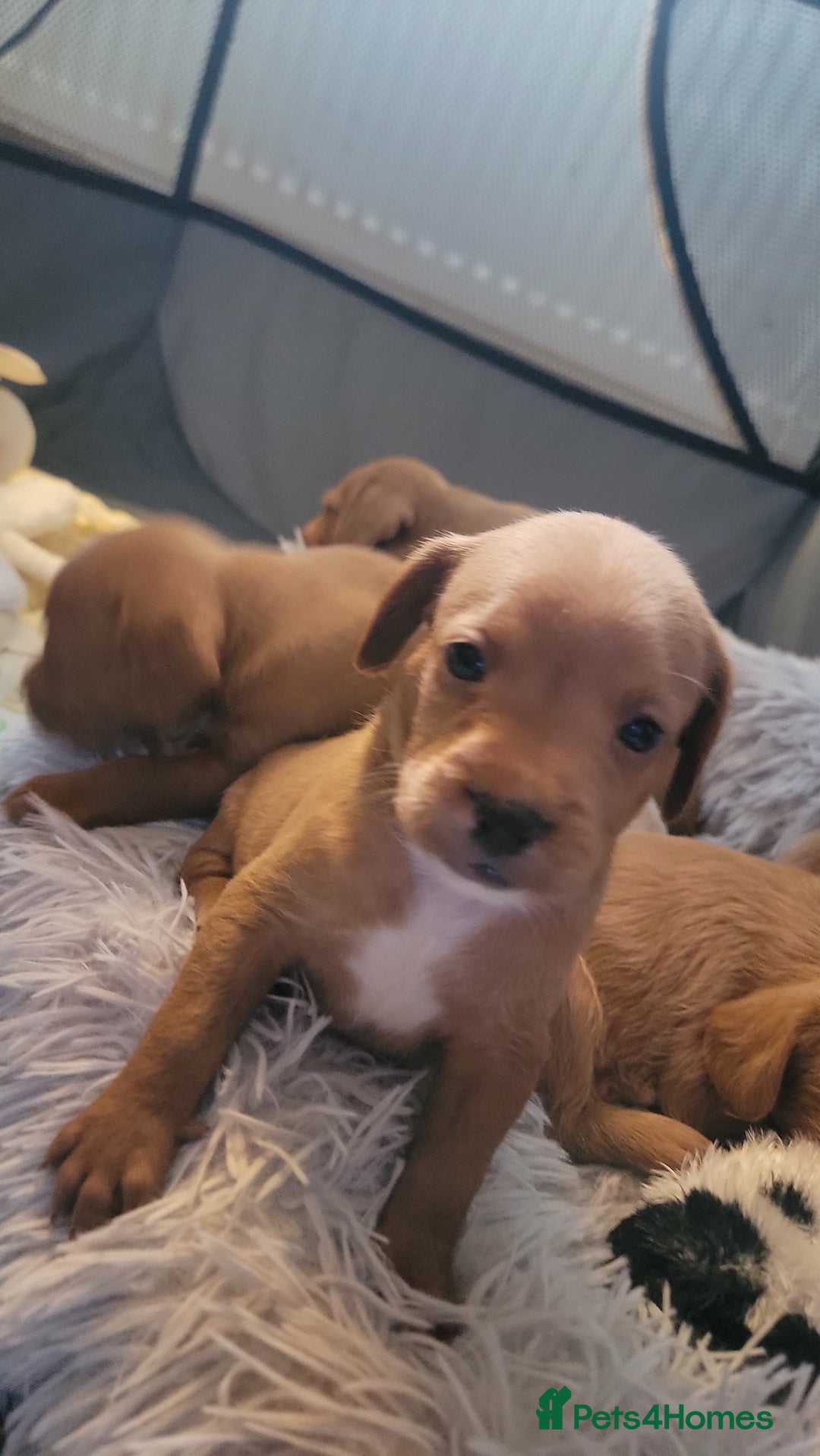 Mixed Breed dogs for sale: Frenchie x cockerpoo pups - Image 14