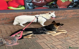 White Swiss Shepherd dogs for sale: 12 month White Swiss Shepherd  - Image 5