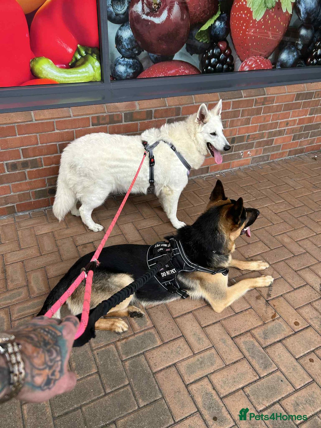 White Swiss Shepherd dogs for sale: 12 month White Swiss Shepherd  - Image 5