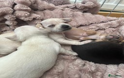 Chihuahua dogs for sale: Beautiful short hair chihuahua  - Advert 15