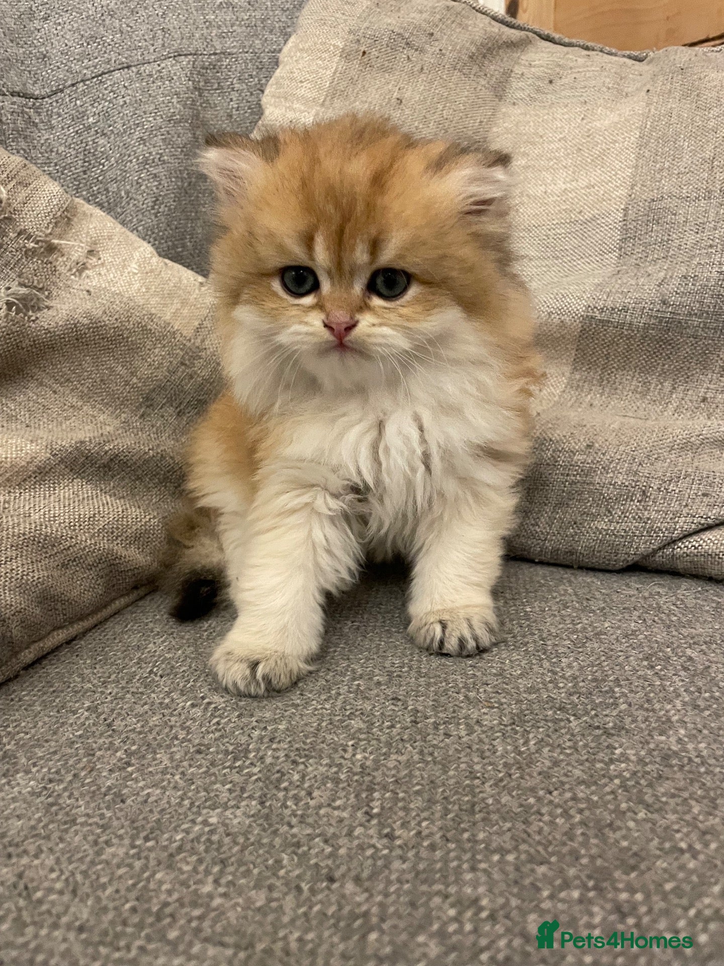 British Shorthair cats Beautiful BSH BLH NY12 Boys - Advert 2