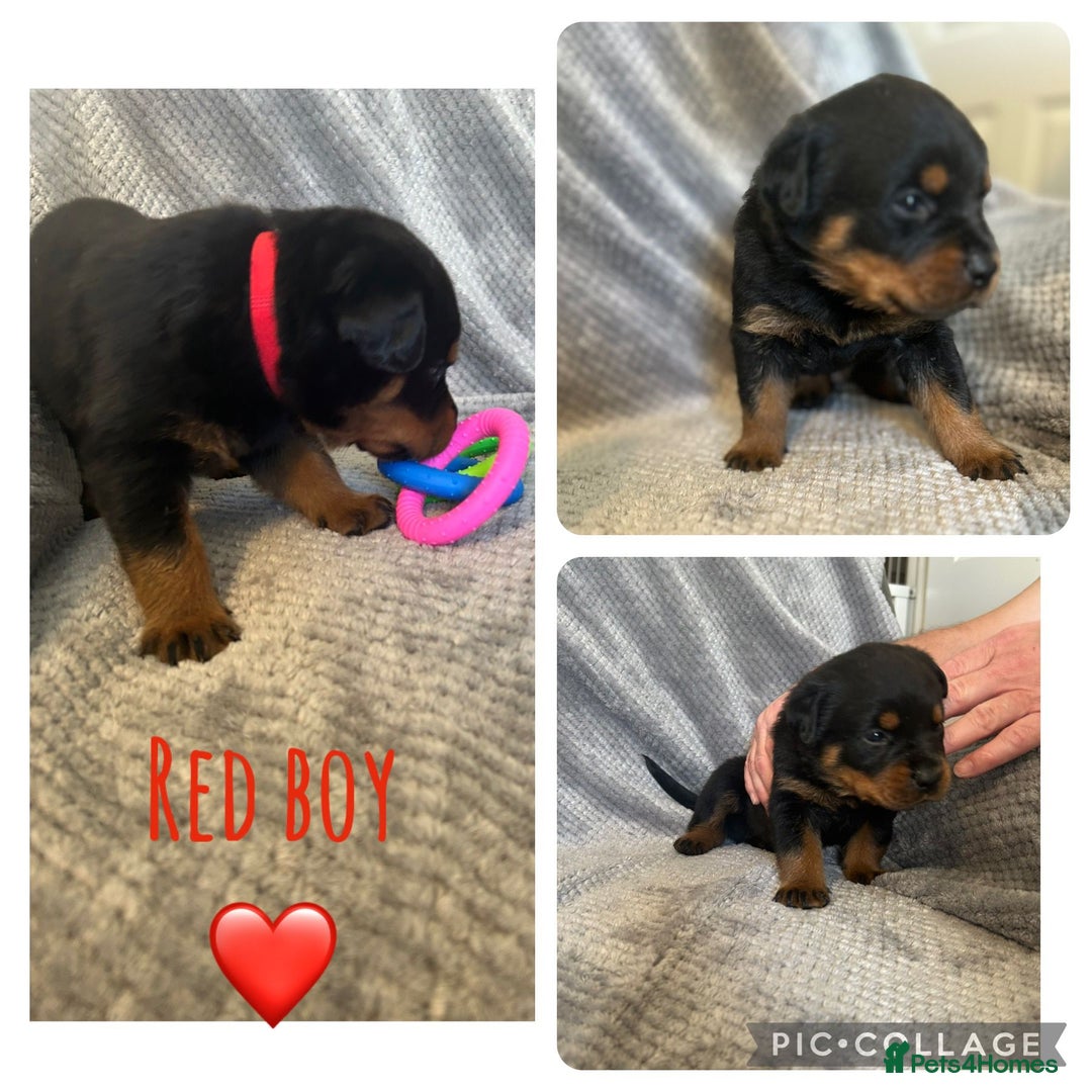 Rottweiler dogs for sale: Rottweiler puppies  - Advert 5