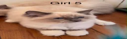 Ragdoll cats for sale: 7 Ragdoll kittens  - Advert 4