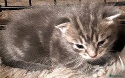 British Longhair cats for sale: British blue cross ragdoll kittens - Image 2