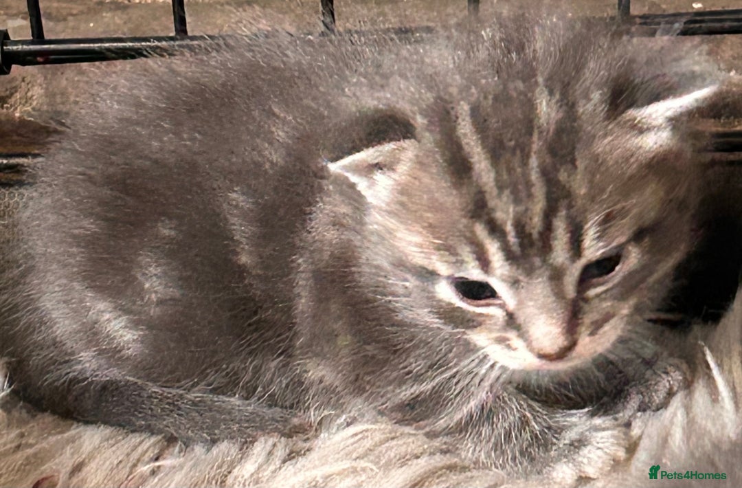 British Longhair cats for sale: British blue cross ragdoll kittens - Image 2