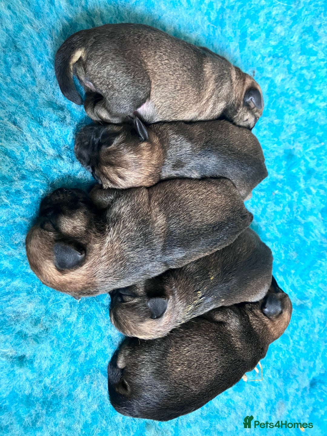 Border Terrier dogs for sale: 4 gorgeous boys  - Image 9