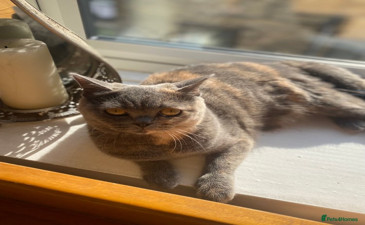 British Shorthair cats - Advert 13
