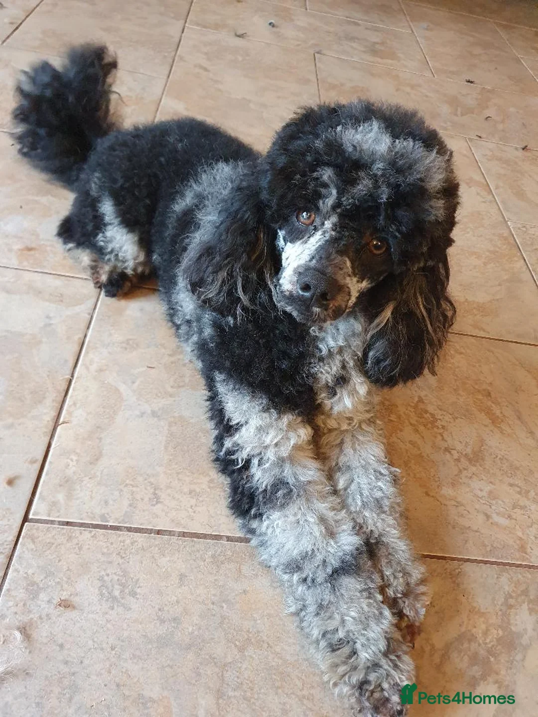 Poodle dogs for stud: Merle black & silver poodle for stud only .  in Lincoln - Advert 4
