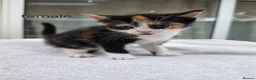 Mixed Breed cats for sale: 9 Gorgeous Kittens – 2 Litters, Ready 29 June in Milton Keynes - Advert 7
