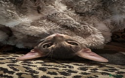 Abyssinian cats for sale: Male Abyssinian Cat Looking for a Loving New Home - Image 10