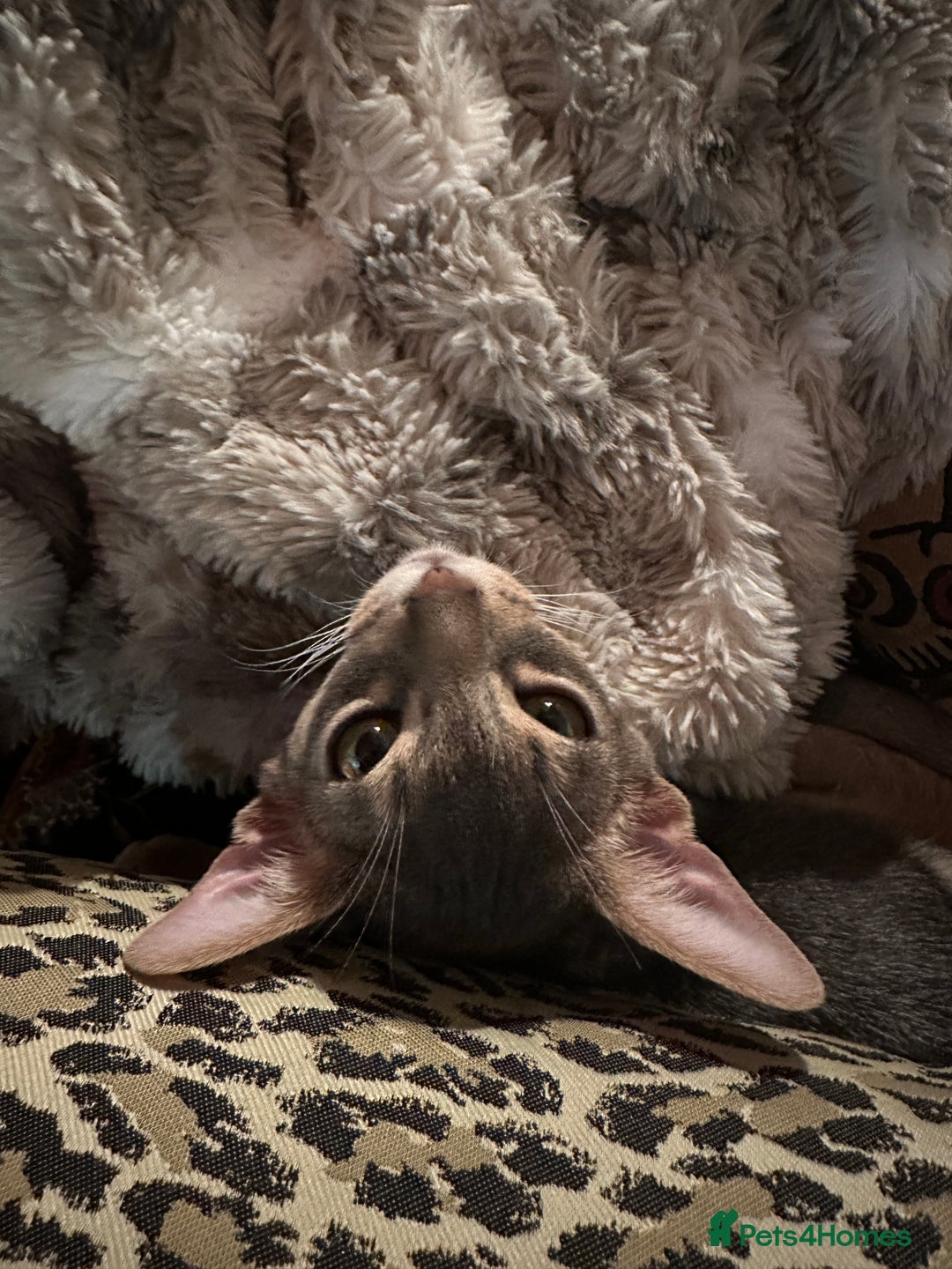 Abyssinian cats for sale: Male Abyssinian Cat Looking for a Loving New Home - Image 10